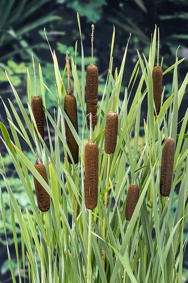 Typha latifolia