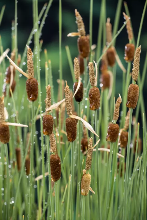 Typha minima