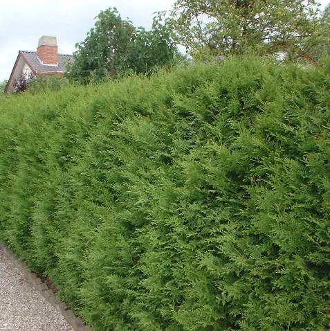 Thuja occ. 'Brabant'
