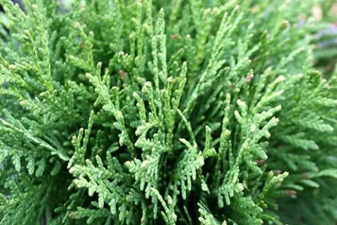 Thuja occ. 'Danica'