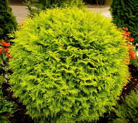 Thuja occ. 'Golden Globe'