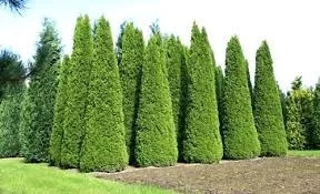 Thuja occ. 'Smaragd'