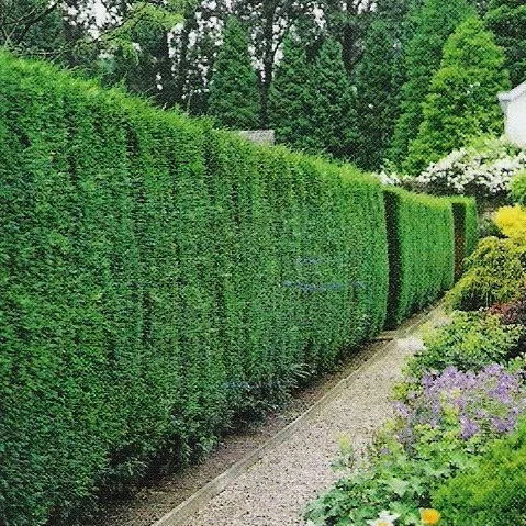 Thuja plicata 'Atrovirens'