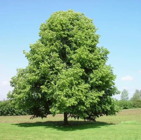 Tilia cordata