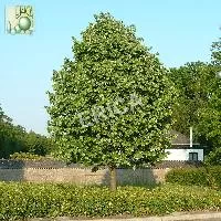 Tilia tomentosa 'Brabant'