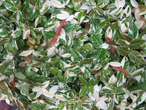 Trachelospermum jasm. 'Variegatum'