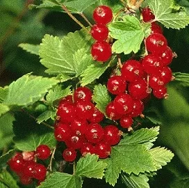 Ribes 'Rolan' TROSBES