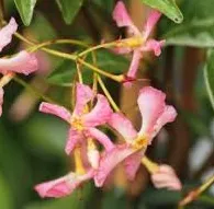 Trachelospermum jasm. 'Star of Milano'