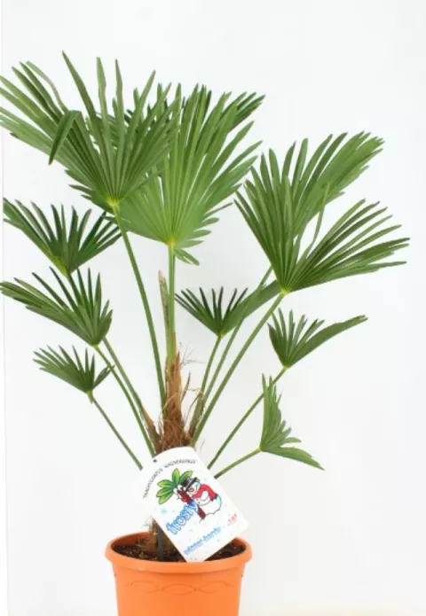 Trachycarpus wagneriana