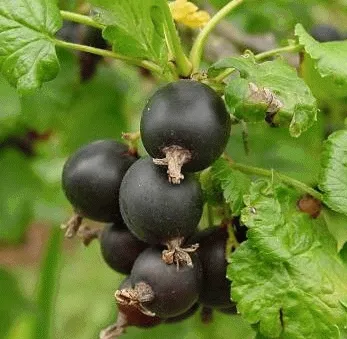 Ribes nigrum 'Titania' ZWARTE TROSBES