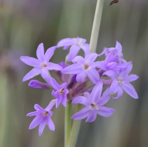 Tulbaghia 'Flamingo'
