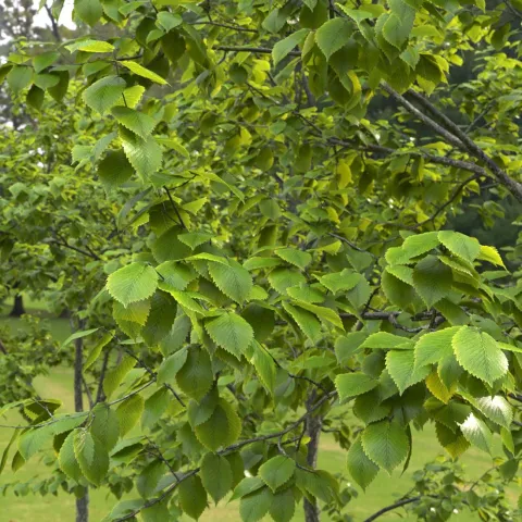 Ulmus laevis 
