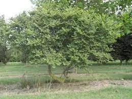 Ulmus minor 'Jacqueline Hillier'