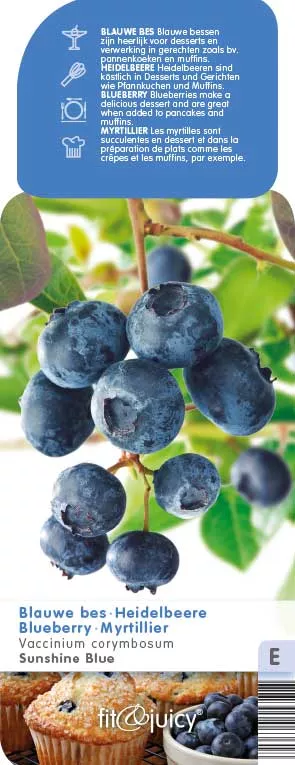Vaccinium cor. 'Sunshine Blue' AMERIKAANSE BLAUWBES