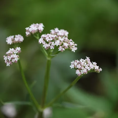 VALERIAAN Valeriana officinalis