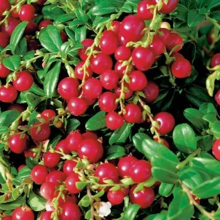 Vaccinium vitis-idaea 'Miss Cherry' RODE BOSBES