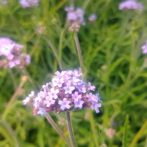 Verbena bon. 'Lollipop'