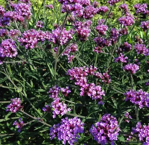 Verbena bon. 'Lollipop'