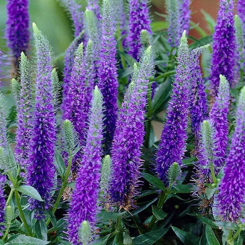 Veronica spicata