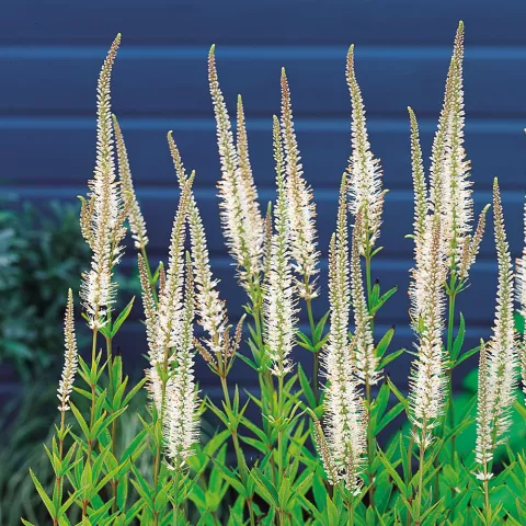 Veronicastrum virg. 'Alba'