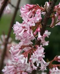 Viburnum bodn. 'Charles Lamont'