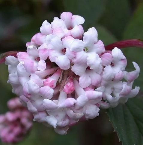Viburnum bodn. 'Dawn'