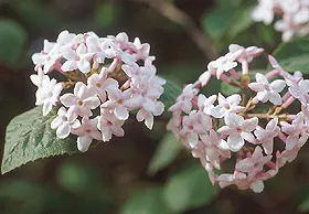 Viburnum carlesii