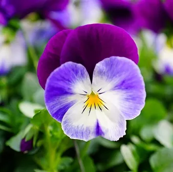 Viola cornuta
