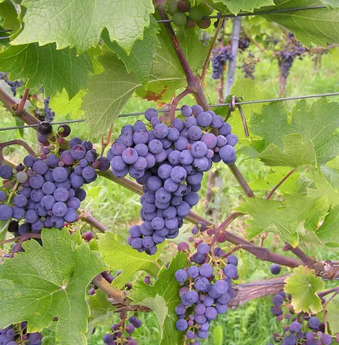 Druivelaar 'Cabarnet Sauvignon' DRUIF BLAUW