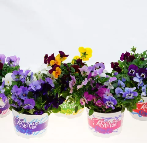 Viola cornuta Festival Colour