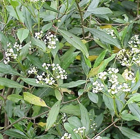 Viburnum glob. 'Jermyns Globe'