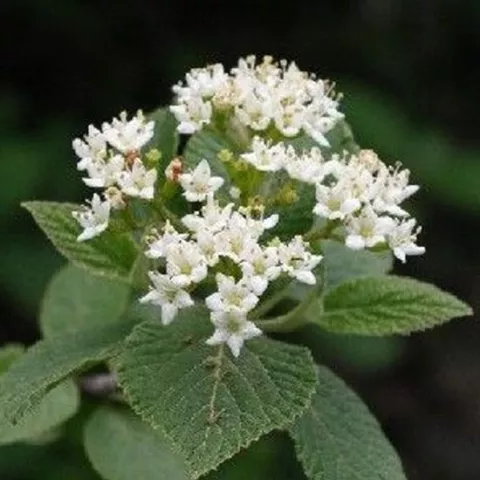 Viburnum lantana
