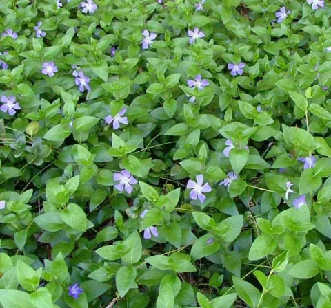 Vinca major