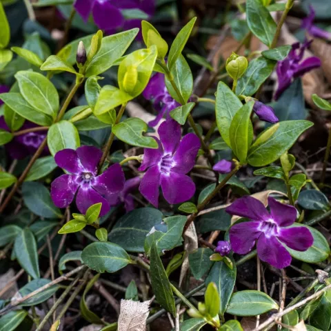 Vinca minor 'Atropurpurea'