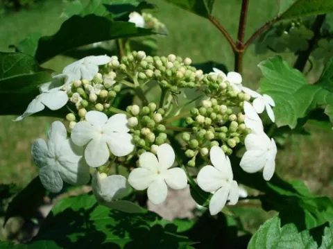 Viburnum opulus 'Compactum'