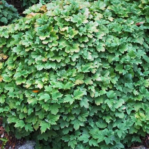 Viburnum opulus 'Nanum'