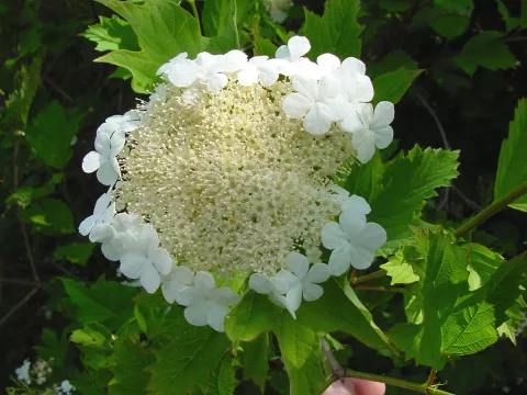 Viburnum opulus