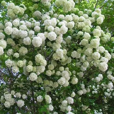 Viburnum opulus 'Roseum'