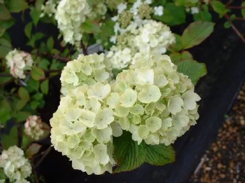 Viburnum plicatum 'Grandiflorum'