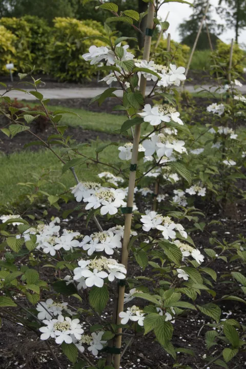Viburnum plicatum 'Kilimandjaro'