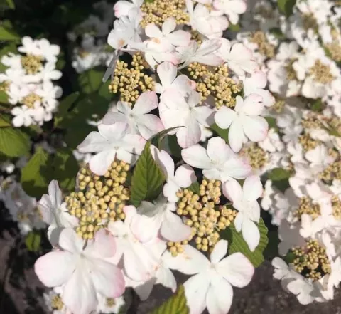 Viburnum plicatum 'Kilimandjaro Sunrise'