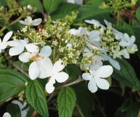 Viburnum plicatum 'Watanabe'