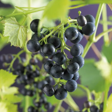 Druivelaar 'Regent' BUITENDRUIF BLAUW