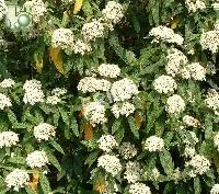Viburnum rhytidophyllum
