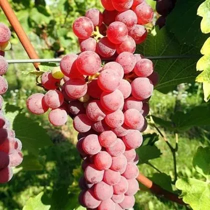 Druivelaar 'Souvignier Gris' BLAUWE DRUIF