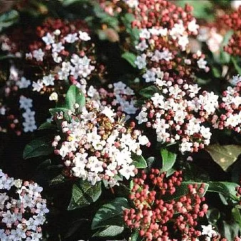 Viburnum tinus 'Gwenlian'