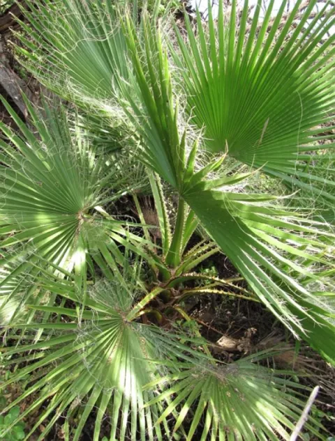 Washingtonia robusta