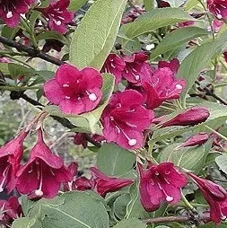 Weigela 'Bristol Ruby'
