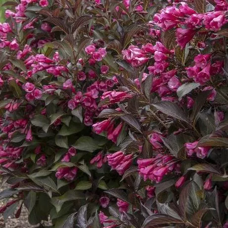 Weigela florida 'Alexandra'®