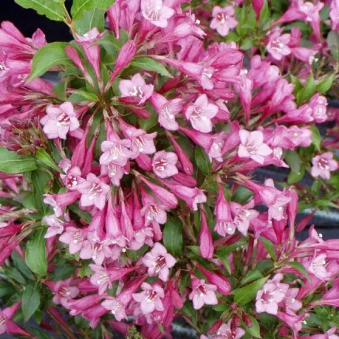 Weigela 'Styriaca'